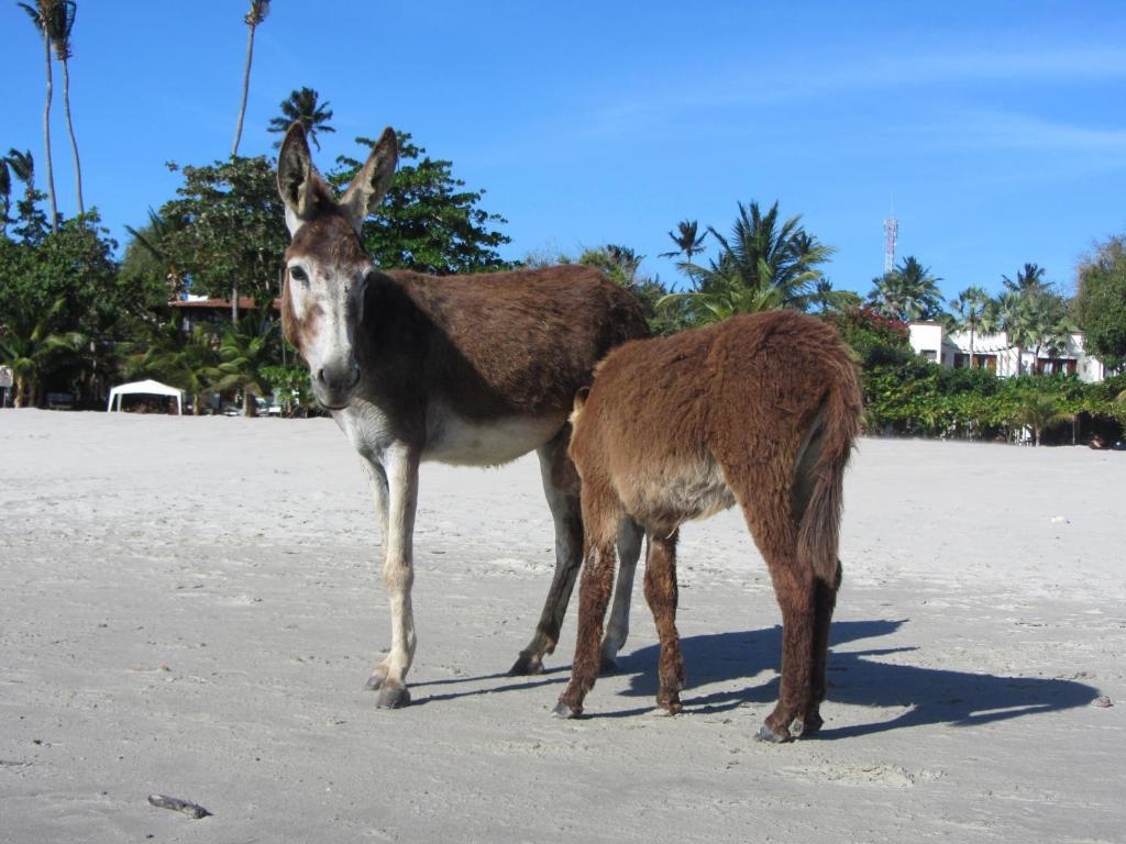 Pousada Do Tadeu Jijoca de Jericoacoara Esterno foto